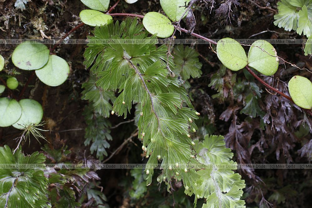 Hymenophyllum flabellatum Fan-like filmy fern