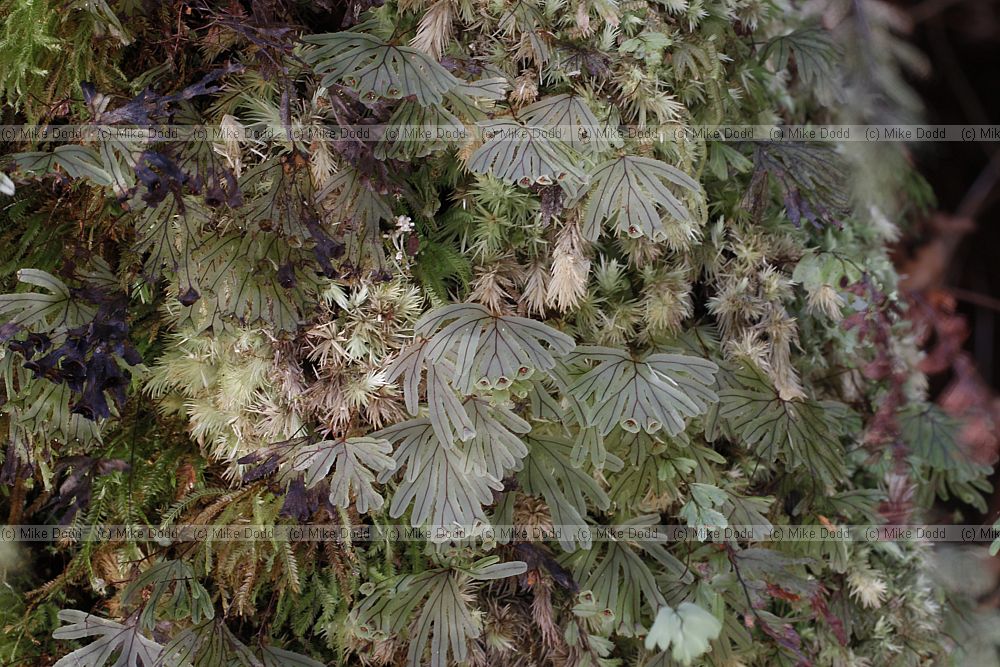 Hymenophyllum lyallii