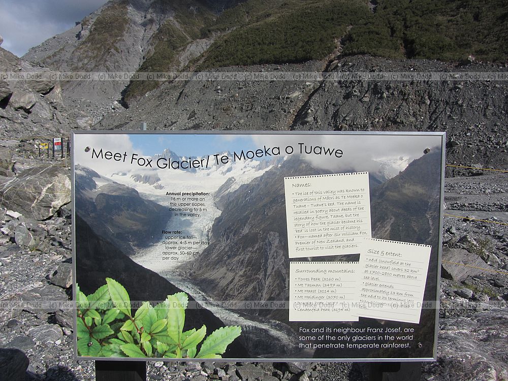 Fox glacier