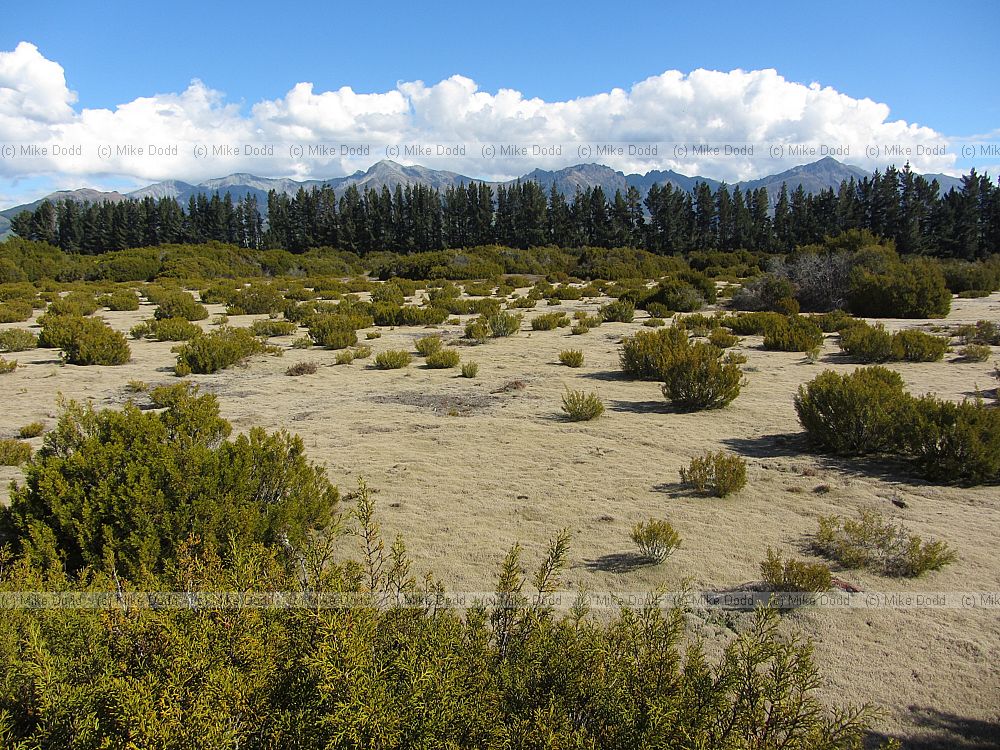 Wilderness route 94 towards Te Anau 2013