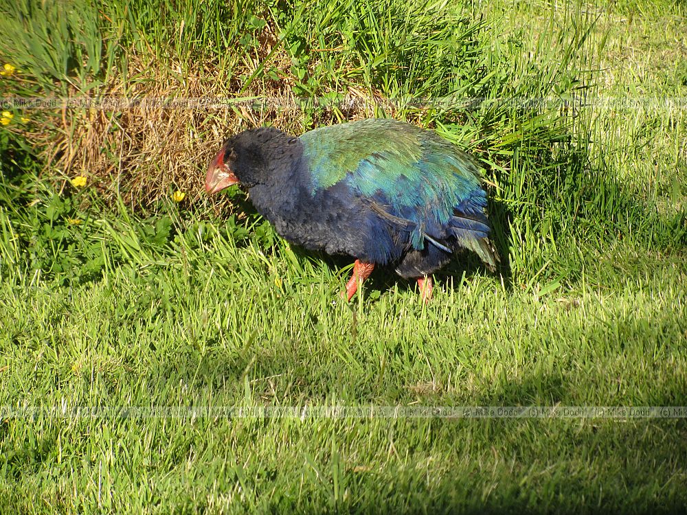 Porphyrio hochstetteri South Island Takahe
