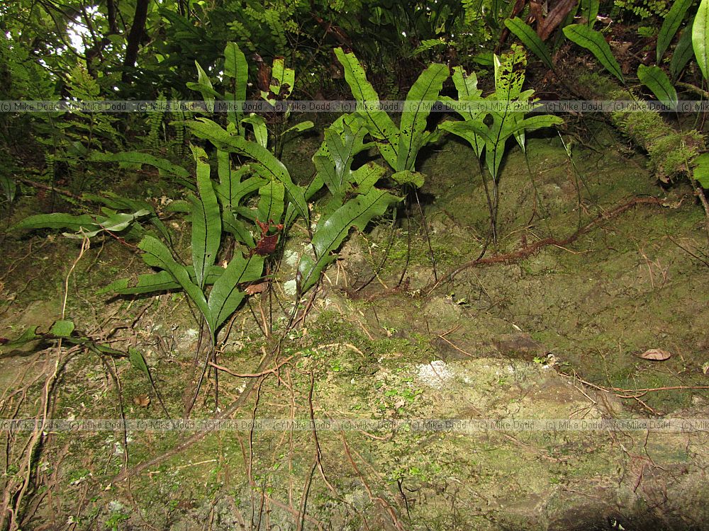 Microsorum pustulatum