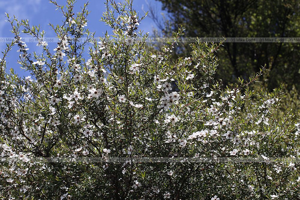 Leptospermum scoparium Manuka