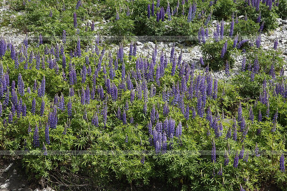 Lupinus polyphyllus Garden Lupin