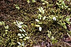 Luzuriaga parviflora