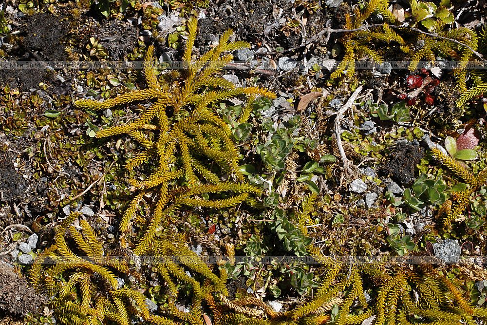 Lycopodium fastigiatum