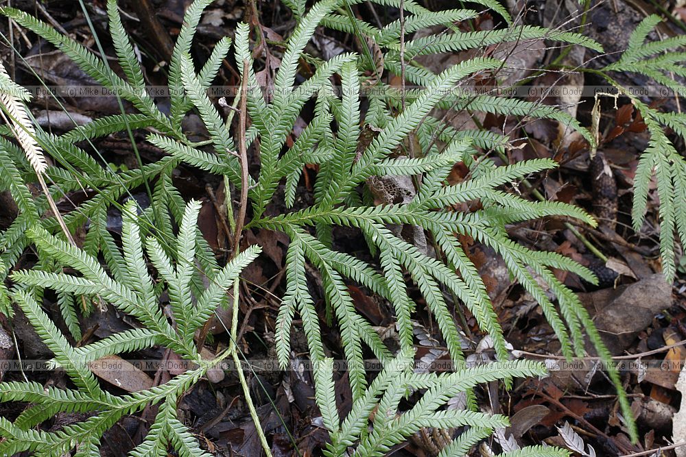 Lycopodium volubile Climbing club moss
