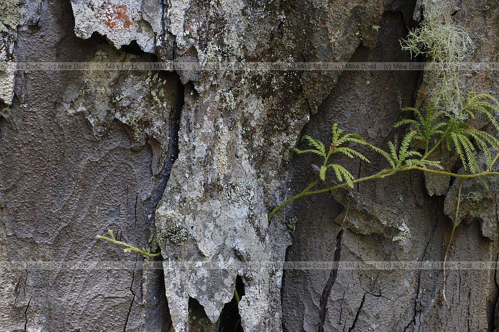 Lycopodium volubile Climbing club moss