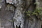 Lycopodium volubile Climbing club moss