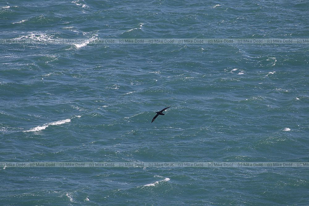 Macronectes halli Northern Giant Petrel (?)