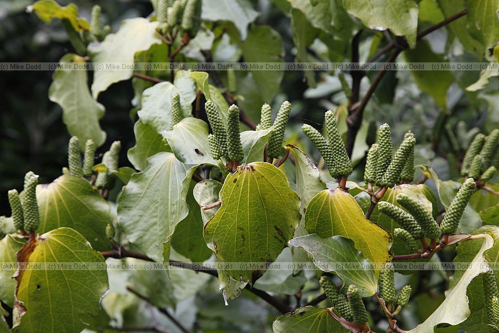 Piper excelsum Kawakawa