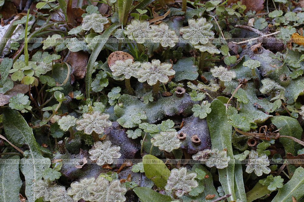 Marchantia berteroana