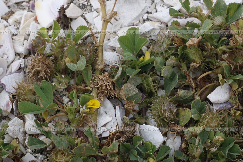 Medicago polymorpha Toothed Medick
