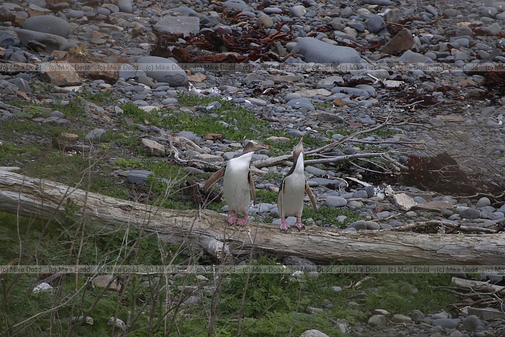 Megadyptes antipodes Yellow-eyed Penguin