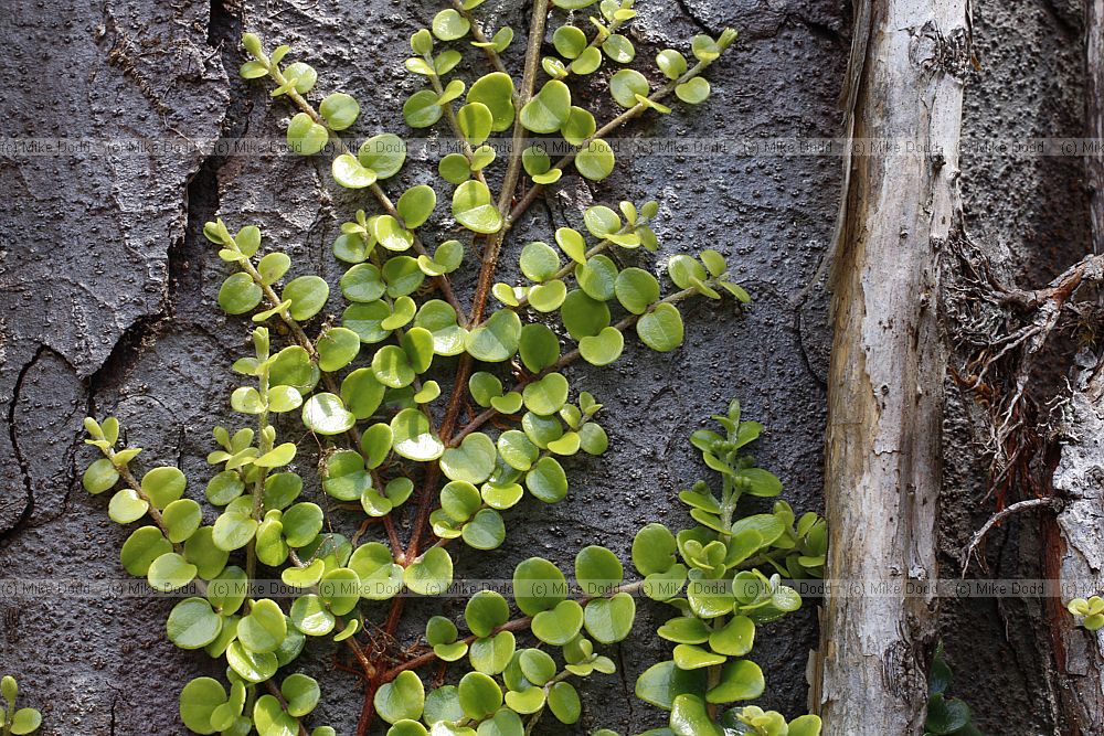 Metrosideros perforata White rata