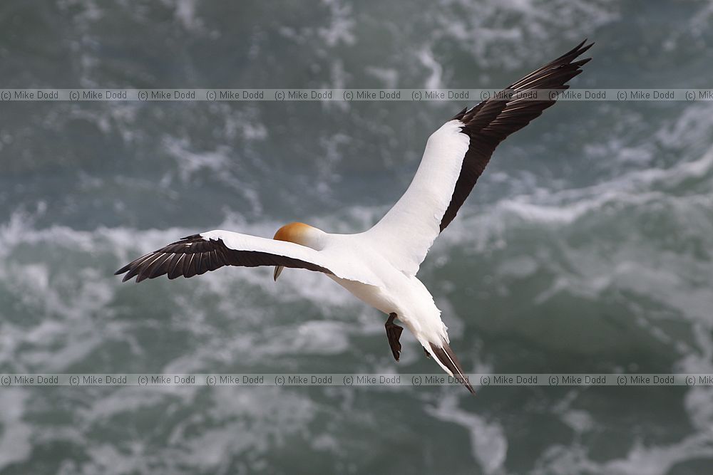 Morus serrator Australasian Gannet