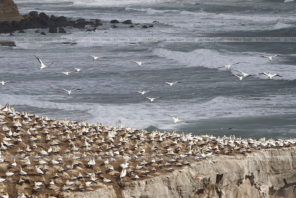 Morus serrator Australasian Gannet