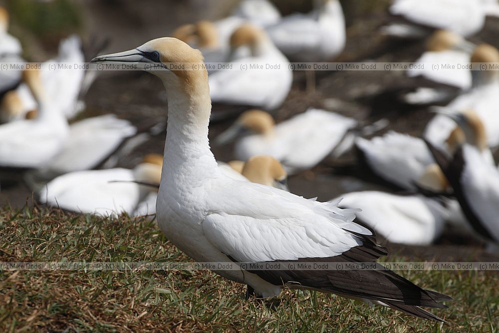 Morus serrator Australasian Gannet