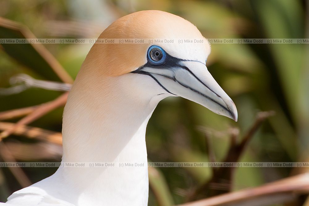 Morus serrator Australasian Gannet