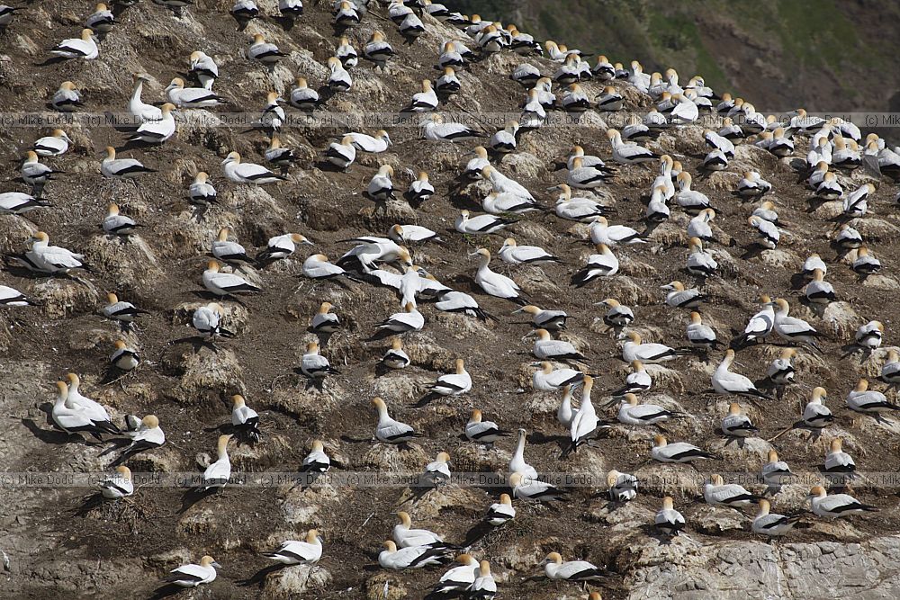 Morus serrator Australasian Gannet