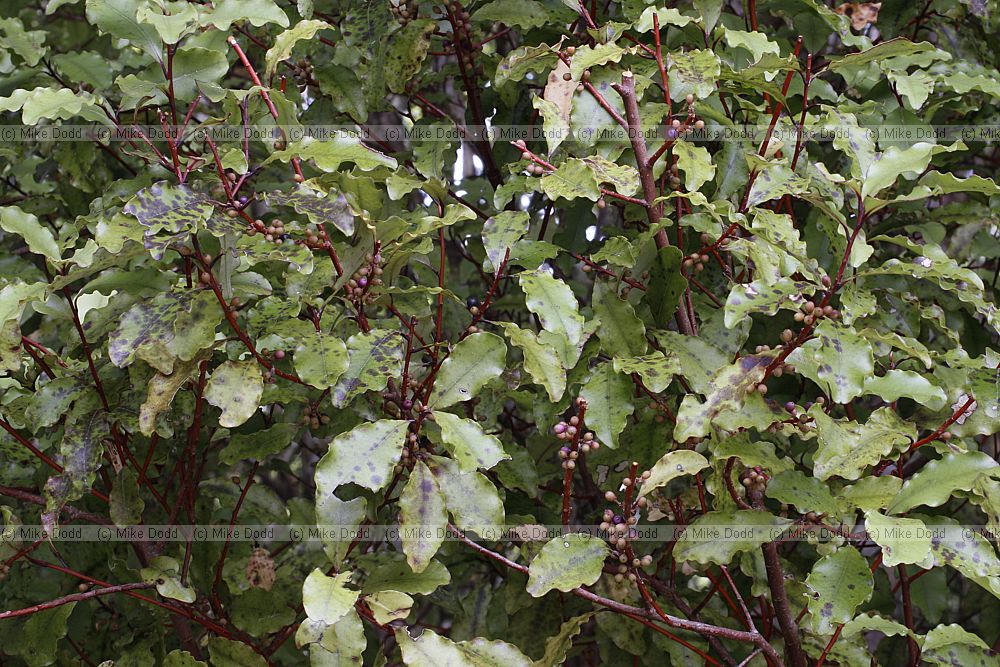 Myrsine australis Matipo