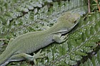 Naultinus elegans punctatus Wellington green gecko
