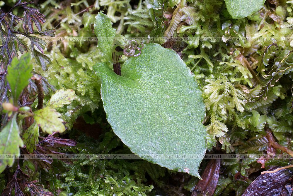 Nematoceras acuminatum Dancing Spider Orchid