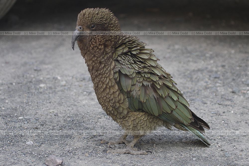 Nestor notabilis Kea