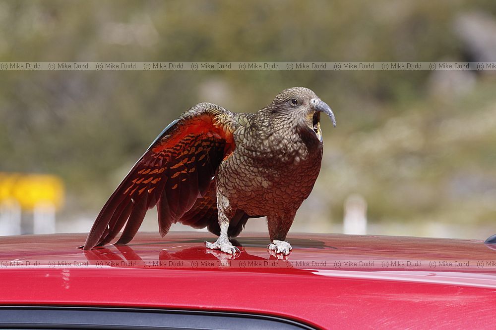 Nestor notabilis Kea