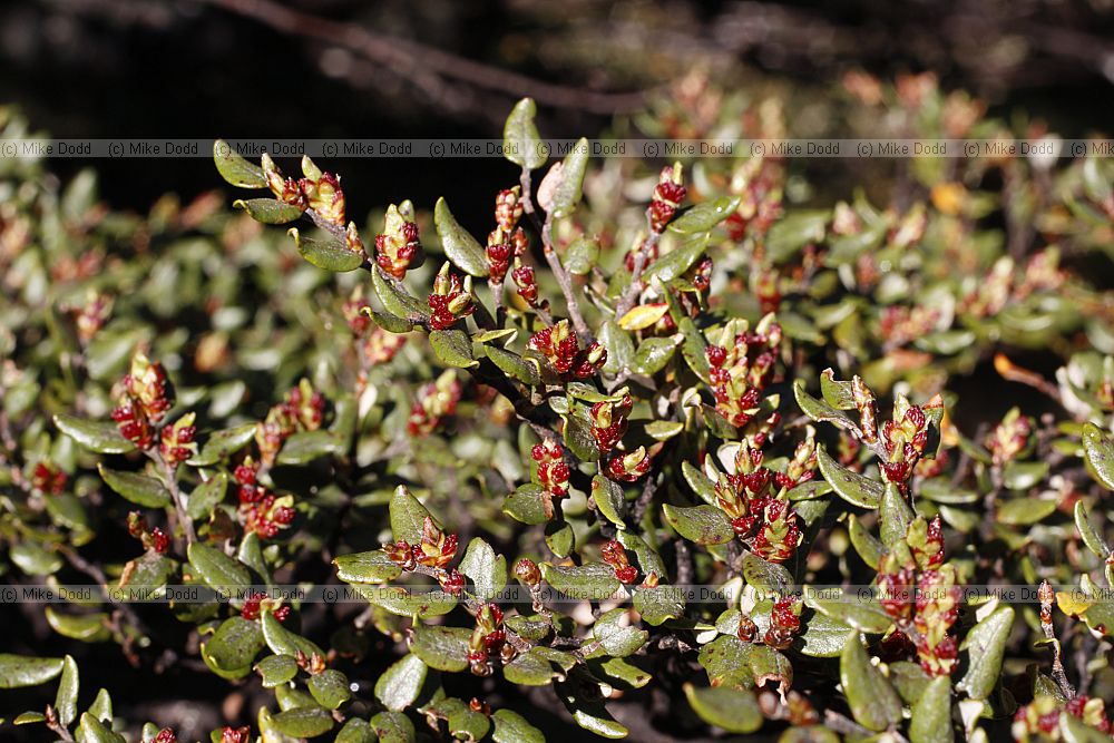 Fuscospora cliffortioides Mountain beech