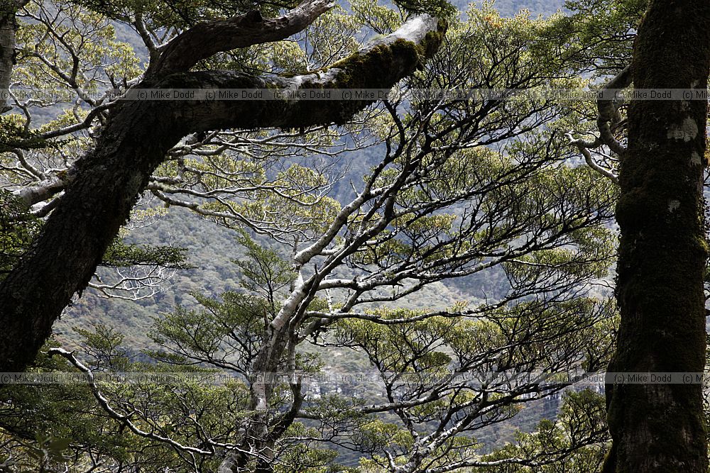 Fuscospora cliffortioides Mountain beech