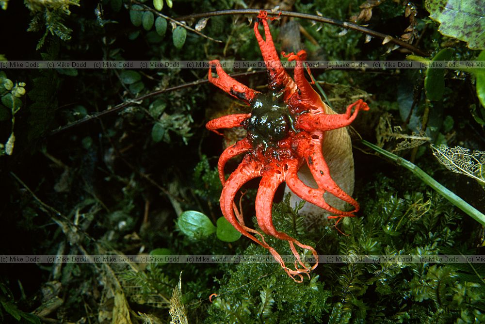 Aseroe rubra starfish fungus near Dunedin