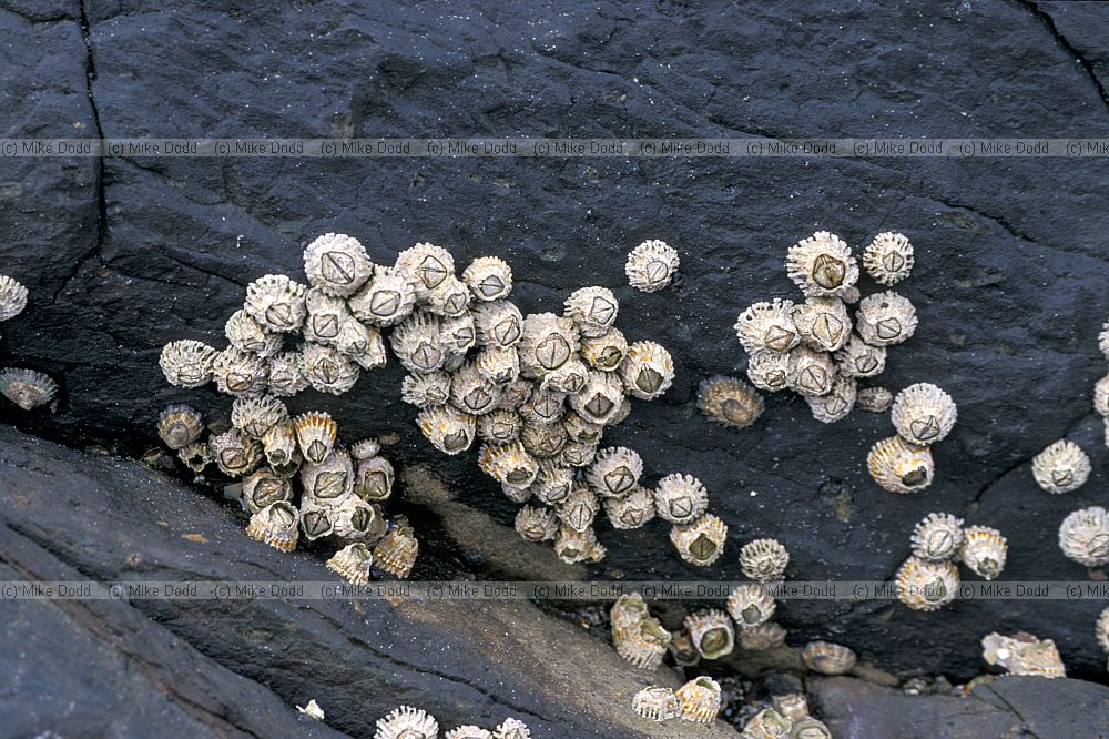 Barnacles Otago penninsula