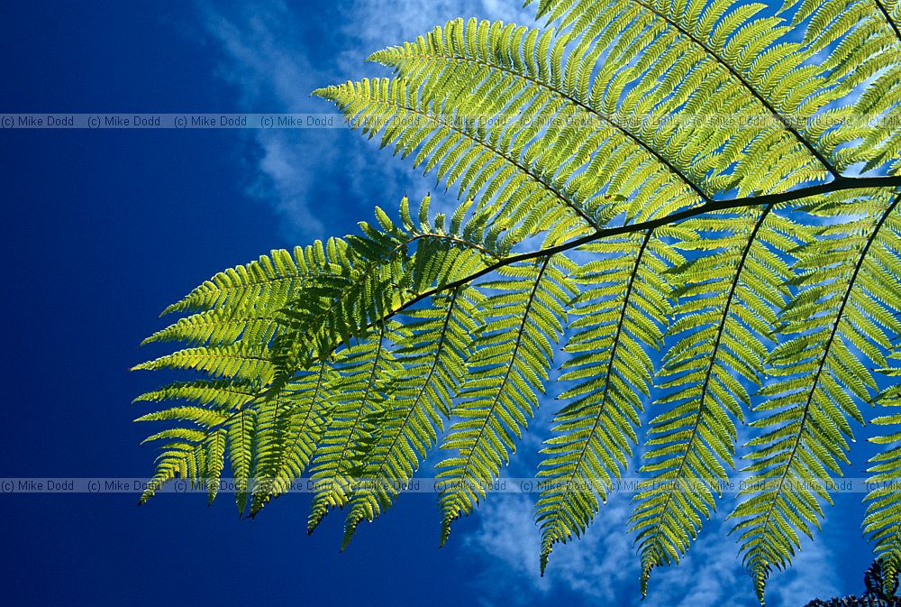 black tree fern paparoa national park