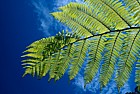 black tree fern paparoa national park