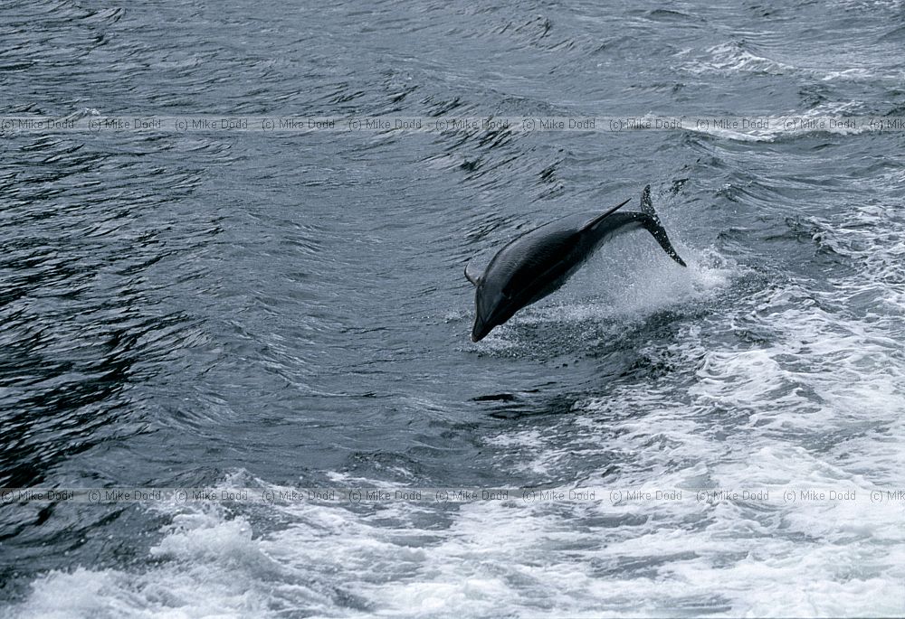 Bottle nosed dolphin Doubtful sound south island