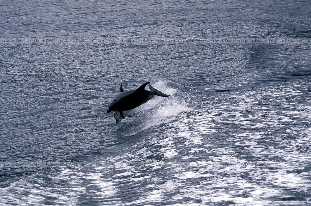 Bottle nosed dolphin Doubtful sound south island