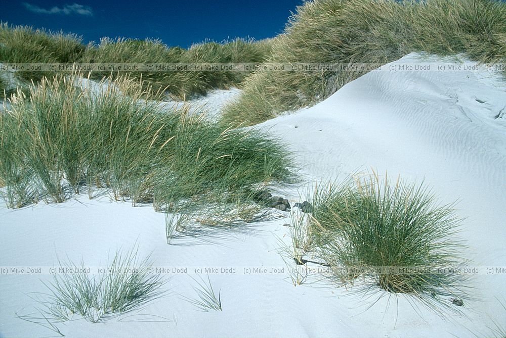 Dunes with marram grass Otago peninsula