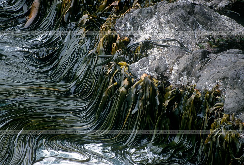 Durvillaea antarctica Otago peninsula