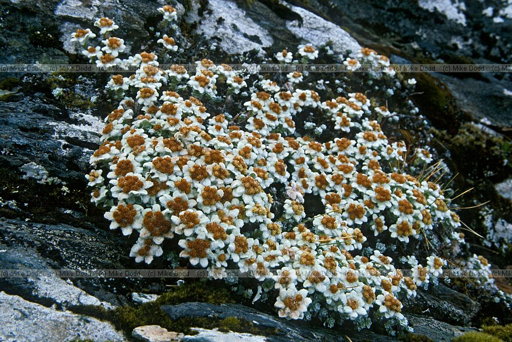 Eidelweiss like plant Routeburn track