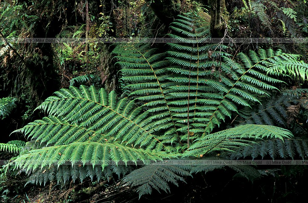 Fern Stewart Island