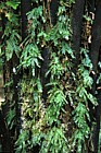 Hymenophyllum filmy fern Stewart Island