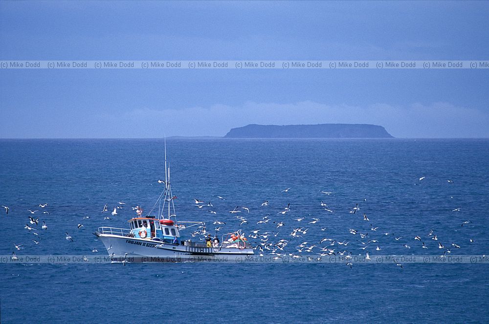 fishing boat and gulls Bluff south island
