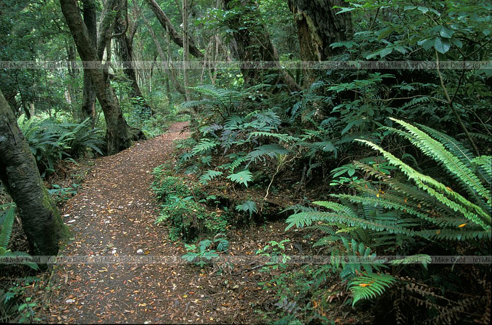 Forest Bluff South island