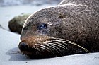 Fur seal Otago peninsula