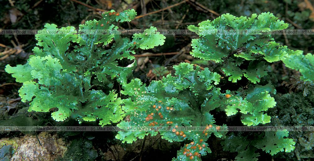 lichen stewart island