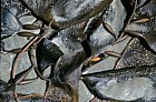 Macrocystis pyrifera bladder kelp Otago peninsula