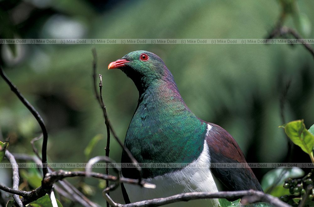 New Zealand pigeon paparoa national park