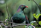 New Zealand pigeon paparoa national park
