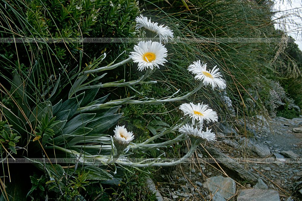 Plant Routeburn Track South Island